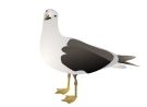 seabirds_recognition_image